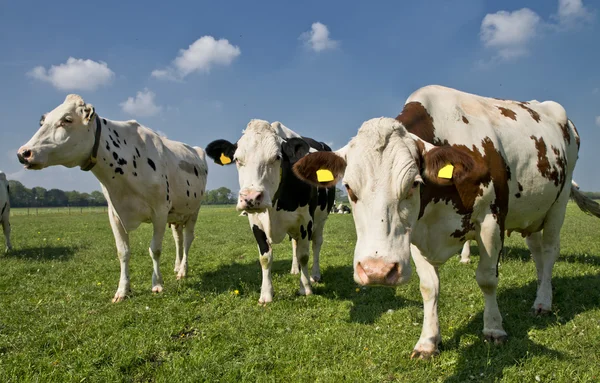 Koe in een weiland — Stockfoto