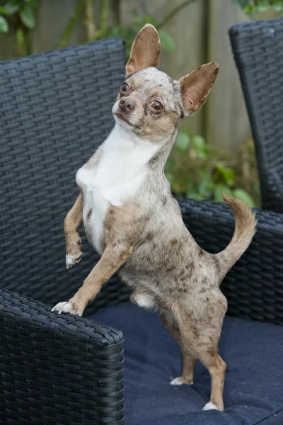Бдительная собака породы чихуахуа — стоковое фото