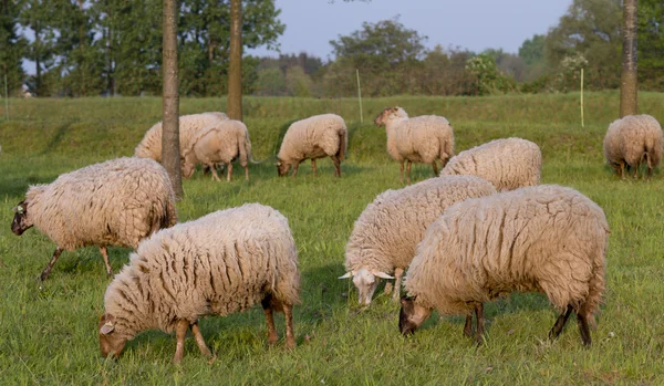 Sheep on a hill — Stock Photo, Image