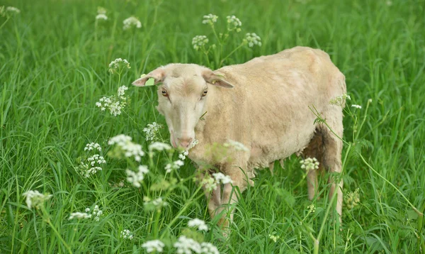 Goat in a meadow — Stock Photo, Image