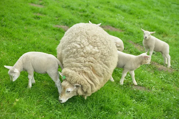 Sheep and lambs — Stock Photo, Image
