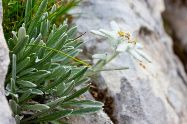 Leontopodium alpinum / Edelweiss — Foto de Stock