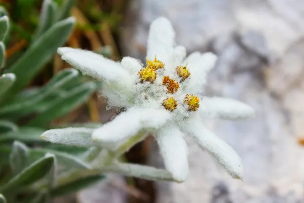 Leontopodium alpinum / Edelweiss
