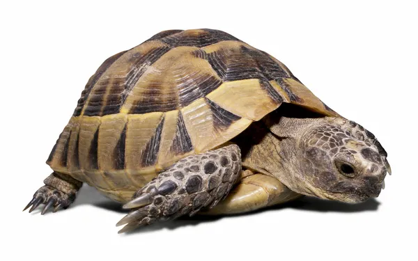 Mark sköldpaddan isolerad på vit — Stockfoto