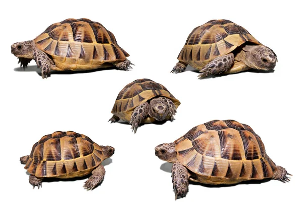 Szárazföldi teknős — Stock Fotó