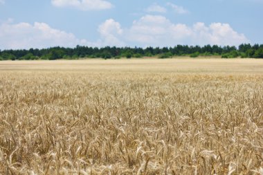 buğday ile bulutlu gökyüzü mavi