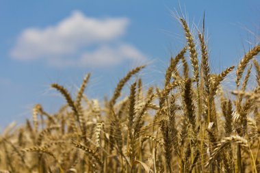 buğday ile bulutlu gökyüzü mavi