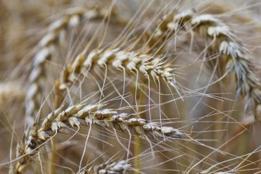 buğday ile bulutlu gökyüzü mavi