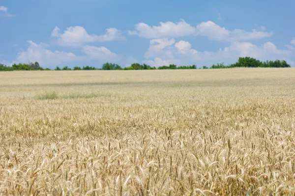 青い曇り空を持つ小麦 — ストック写真