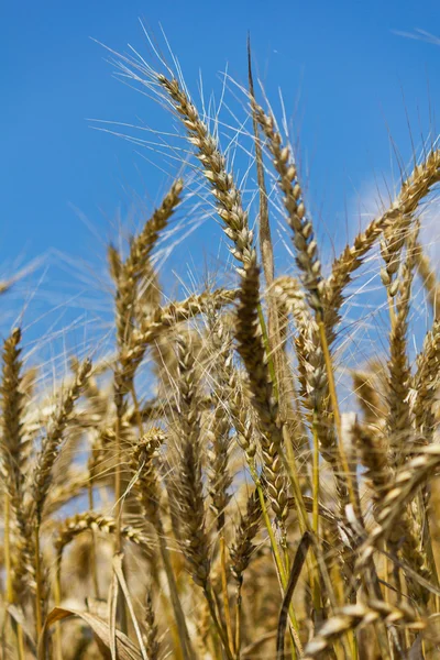 Grano con cielo azzurro nuvoloso — Foto Stock