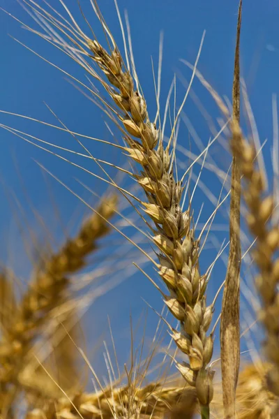 Pšenice s modré oblohy jasno — Stock fotografie