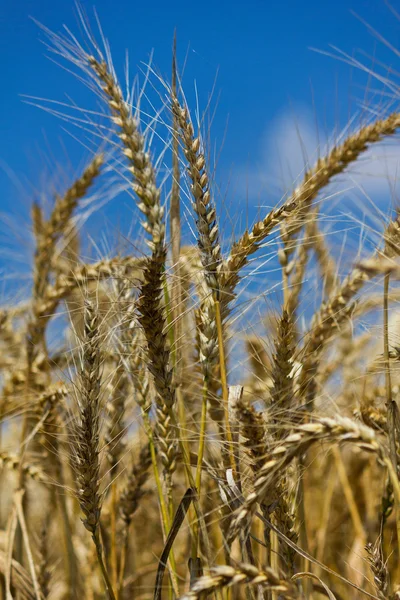 Pšenice s modré oblohy jasno — Stock fotografie