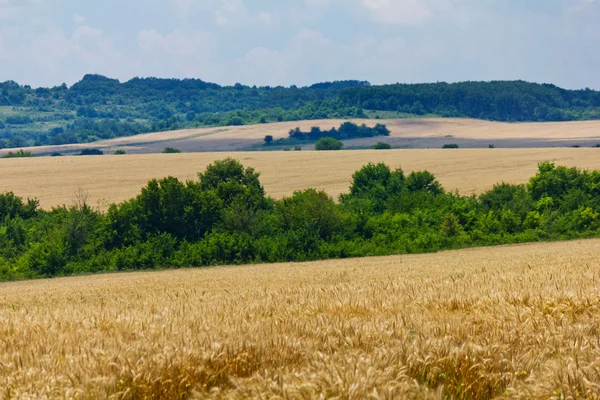 Пшеница с голубым облачным небом — стоковое фото