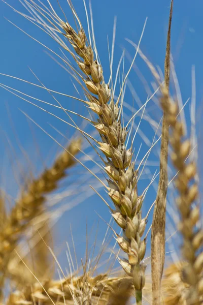 Wheat with blue cloudy sky — Stock Photo, Image