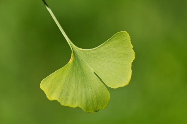 Close-up on ginkgo biloba tree leaves — Stock Photo, Image