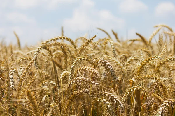 Wheat with blue cloudy sky — Stock Photo, Image