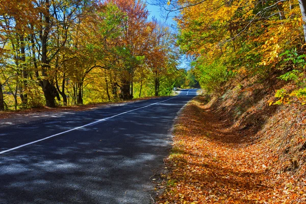 Autumn Forest Road — Stock Photo, Image