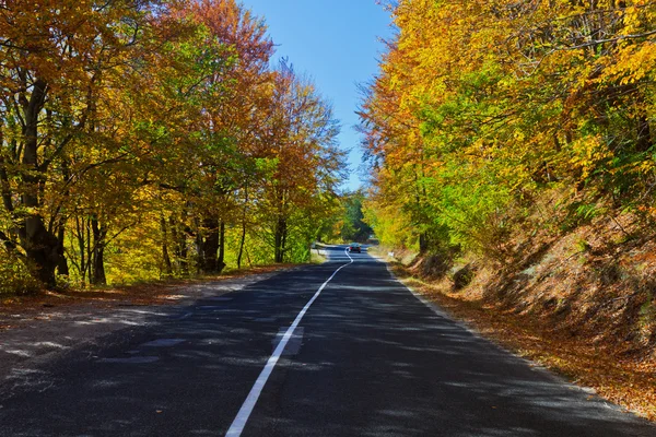 Autumn Forest Road — Stock Photo, Image