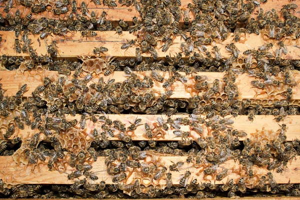 Abejas de trabajo — Foto de Stock