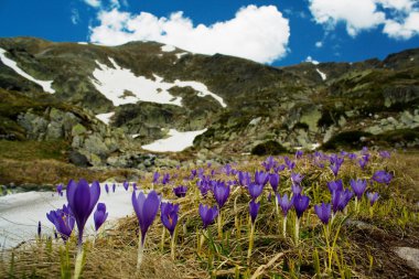 Yeşil ekolojik yapısı olan dağlık bir arazi.