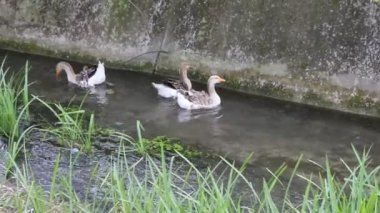 ördek, ördek, kaz. ördek ve kaz suda yüzmek