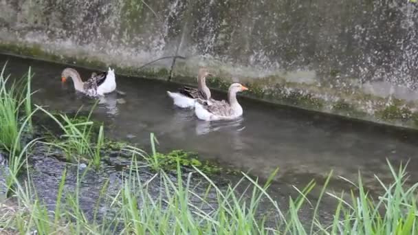 Дак, Дак, Гусь. Утки и гуси плавают в воде — стоковое видео
