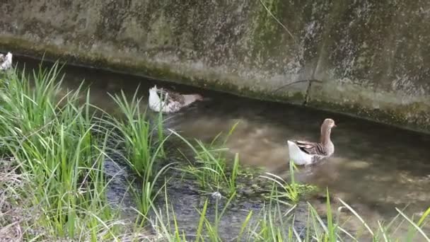 Eend, eend, gans. eenden en ganzen zwemmen in water — Stockvideo