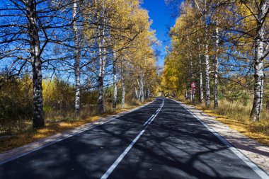 sonbahar huş ağacı orman yolu. sonbahar boyunca ormandaki bir yol