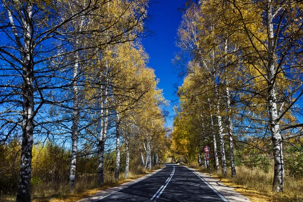 Осенняя березовая дорога. Дорога через лес осенью — стоковое фото