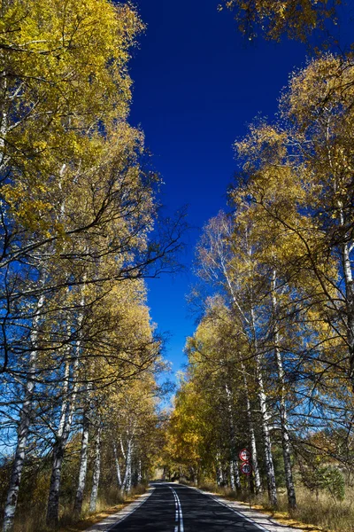 Autumn Birch Forest Road. A road through the forest during autumn — Stock Photo, Image