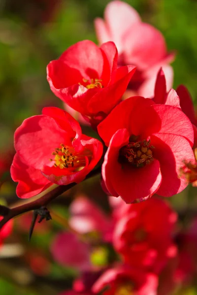 Blühender Baum - chaenomeles japonica. Japanischer Quittenzweig - blüht im Frühling — Stockfoto