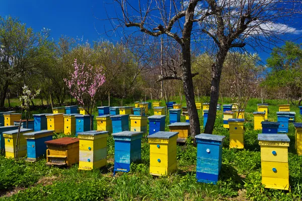 Blaue und gelbe Bienenstöcke im Garten. — Stockfoto