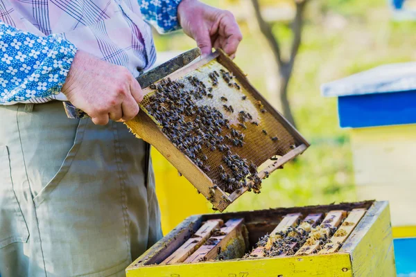 Imker kontrollieren Bienenstock — Stockfoto