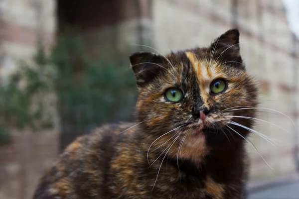 Cat face with big cats eyes. — Stock Photo, Image