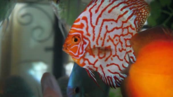 Discus fish — Stock Video