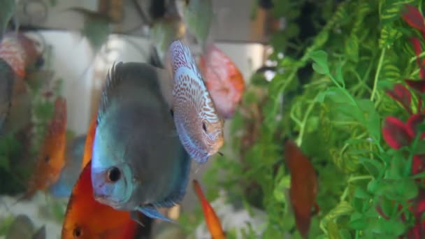 Discus fish — Stock Video