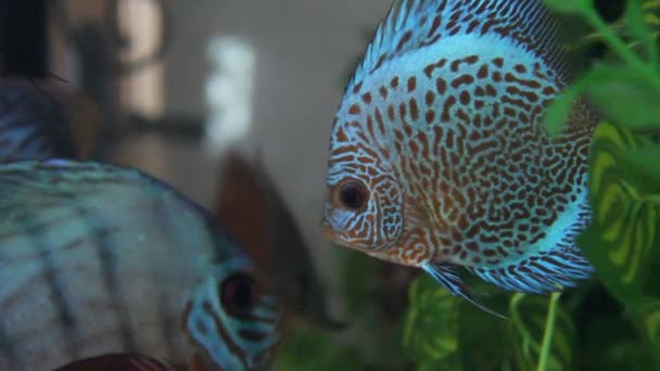 Discus fish — Stock Video