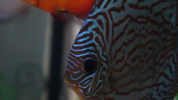 Discus fish — Stock Video