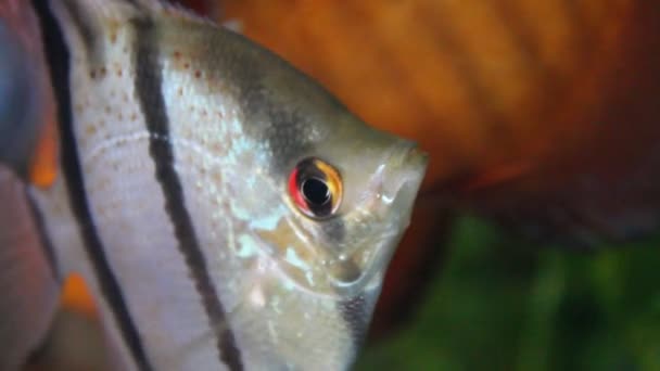 Angel fish. Scalare — Stock Video