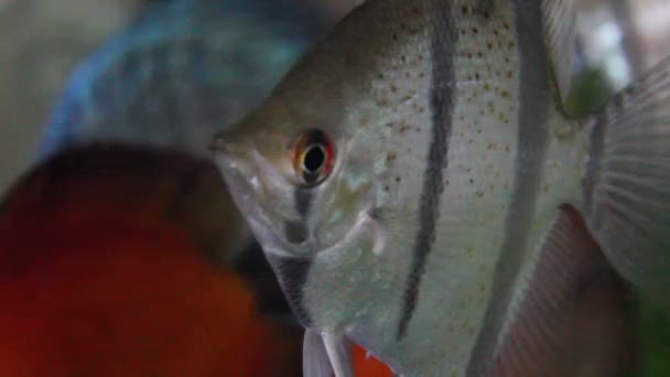 Poisson Discus — Video