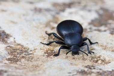 bok böceği. Scarabaeidae