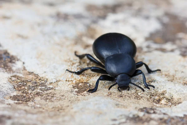 Escarabajo del estiércol. Scarabaeidae Fotos de stock