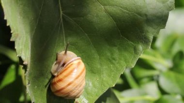 yaprak üzerinde yürüyen salyangoz