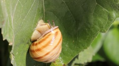 yaprak üzerinde yürüyen salyangoz