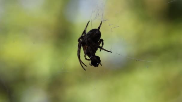 El primer plano de una araña come — Vídeos de Stock