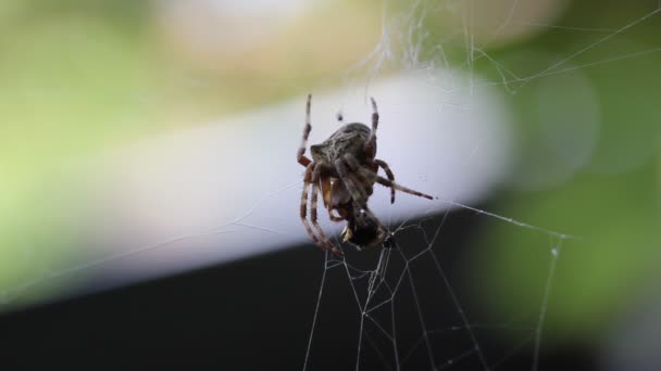 가까이 거미의 식사 — 비디오