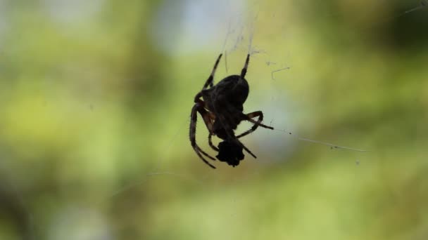 El primer plano de una araña come — Vídeos de Stock