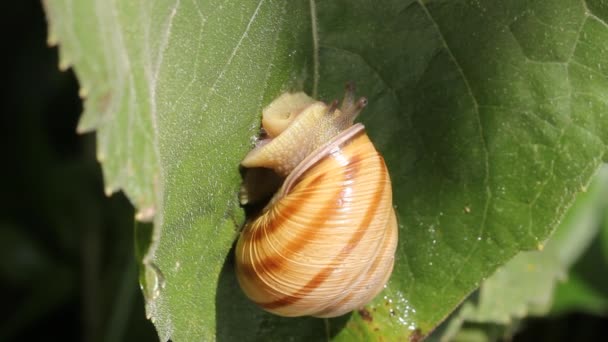 Slak lopen op het blad — Stockvideo