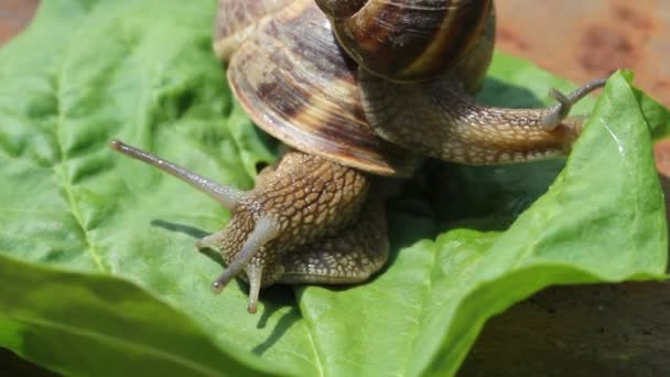 Snail walking on the leaf — Stock Video