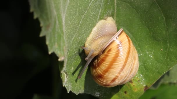 Snail walking on the leaf — Stock Video